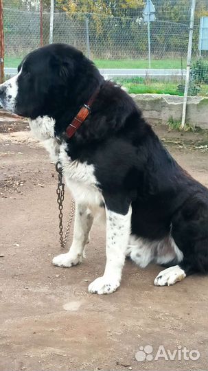 Среднеазиатская овчарка алабай вязка