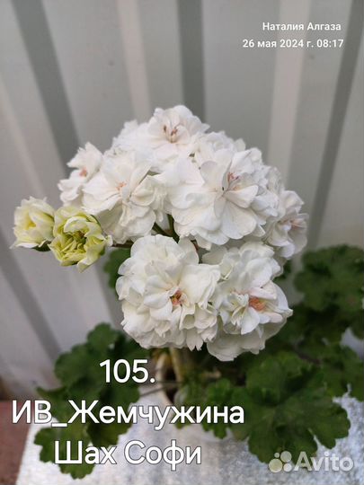 Пеларгония герань сортовая