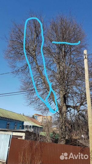 Спил деревьев