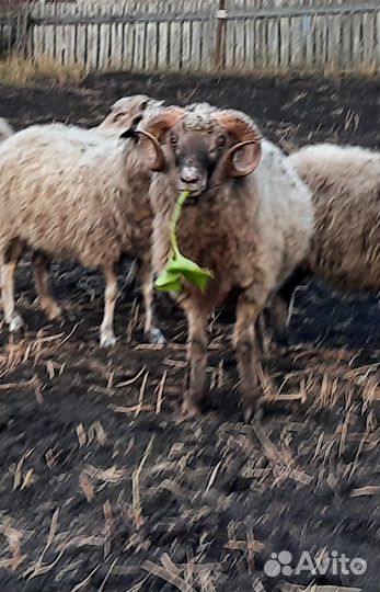 Продажа баранов