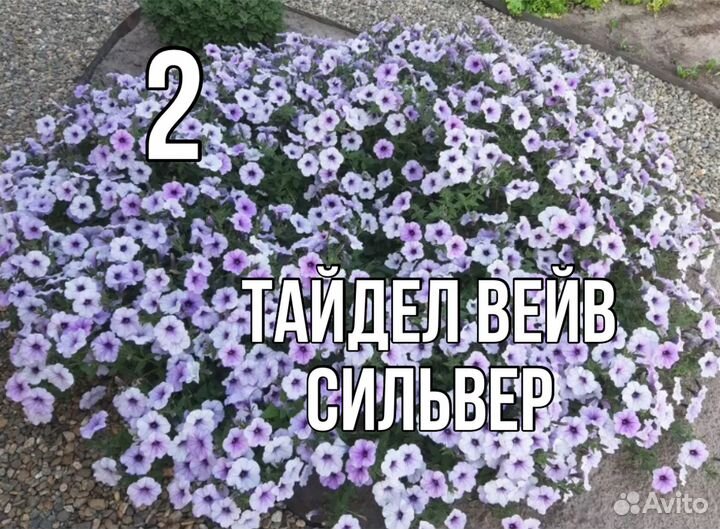 Рассада петунии Тайдел Вейв