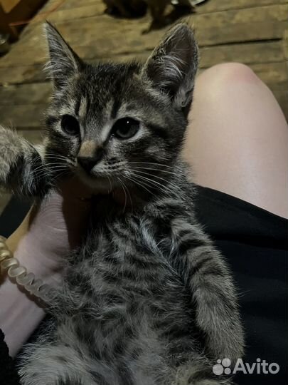 Котенок