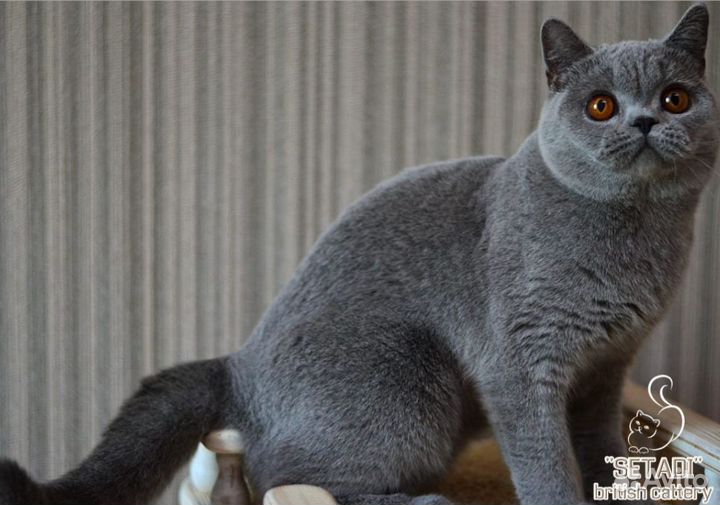 Красивый британский котенок