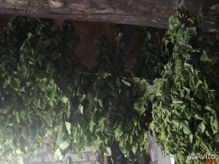 Веники дуб берёза, береза. Дуб