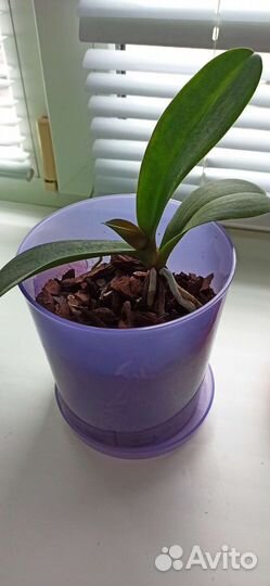 Орхидея фаленопсис