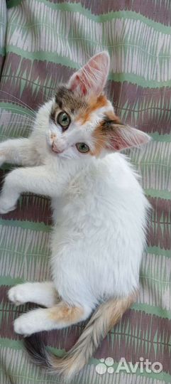 Котенок в дар бесплатно