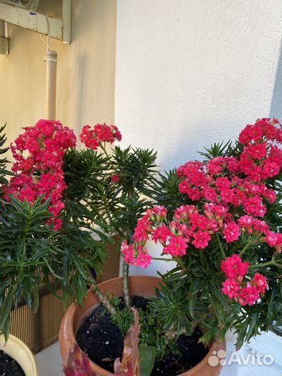 Комнатные цветы цветущие