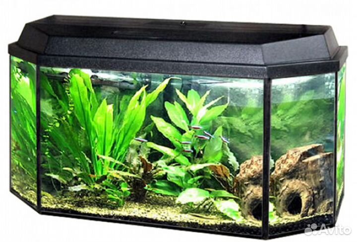 Аквариумы, террариумы, черепашник рыбки и растения