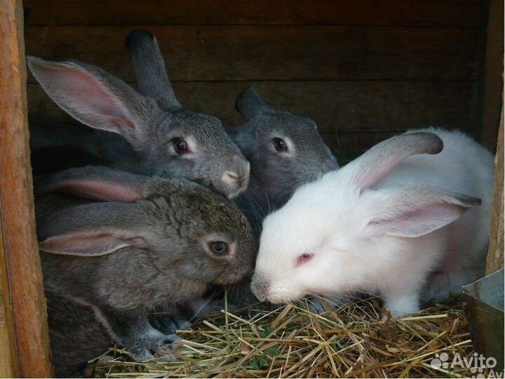 Крольчата
