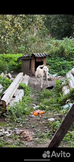 Собака ищет дом