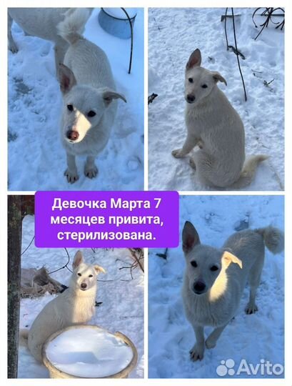 Собака в добрые руки