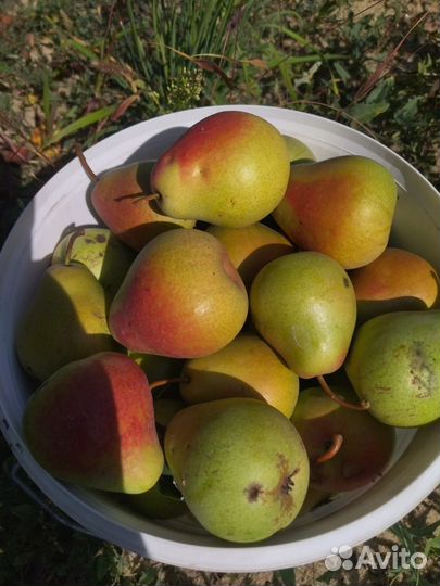 Груша 