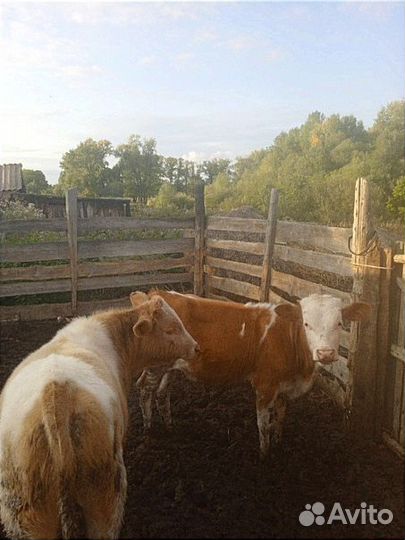 Бычки и телочка