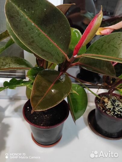 Фикус каучуконосный и Мелани