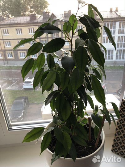 Фикус бенджамина