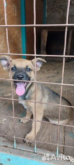 Щенок от маленькой собаки