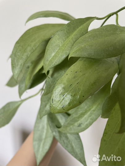 Хойи в кашпо