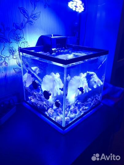 Морской аквариум