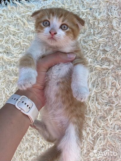Британские вислоухие котята