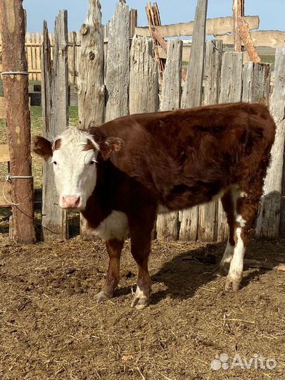 Тёлочка и быки на племя