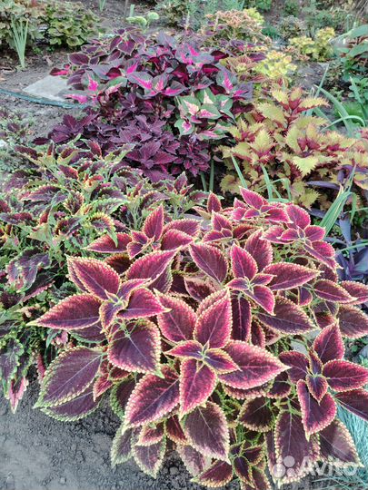 Колеусы вегетативные