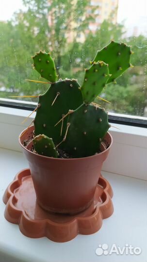 Кактус опунция