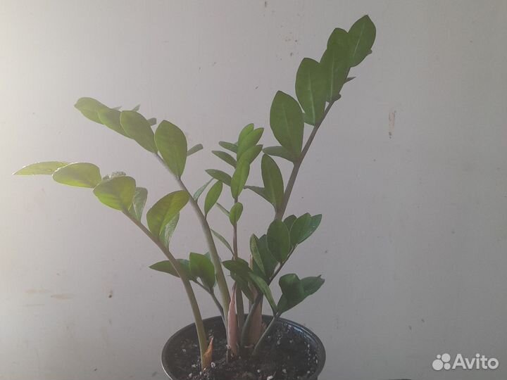 Замиокулькас