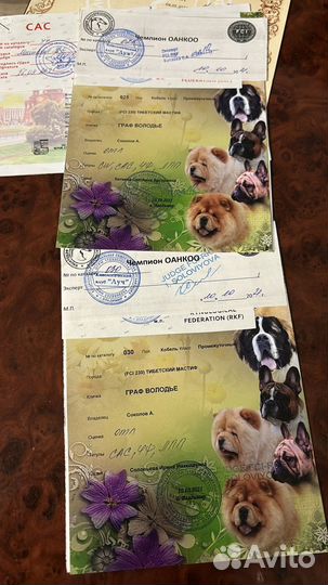 Тибетский мастиф вязка