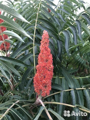 Растения для сада и ландшафтного дизайна