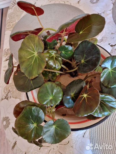 Бегония лотосовидная