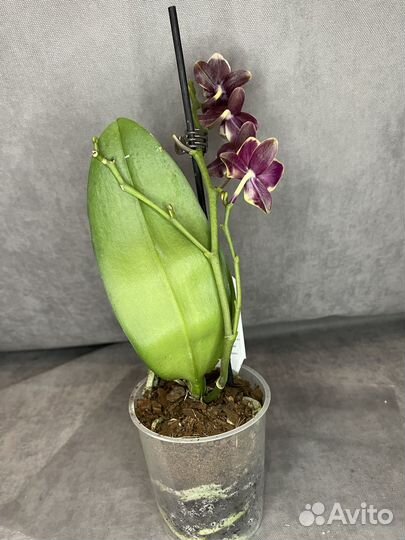 Орхидея фаленопсис мини