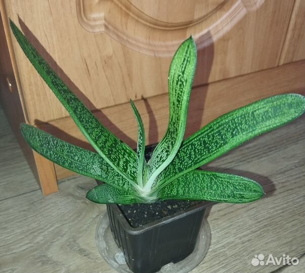 Суккуленты