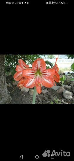 Комнатные цветы