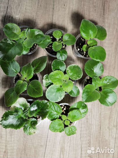 Фиалки набором 8шт