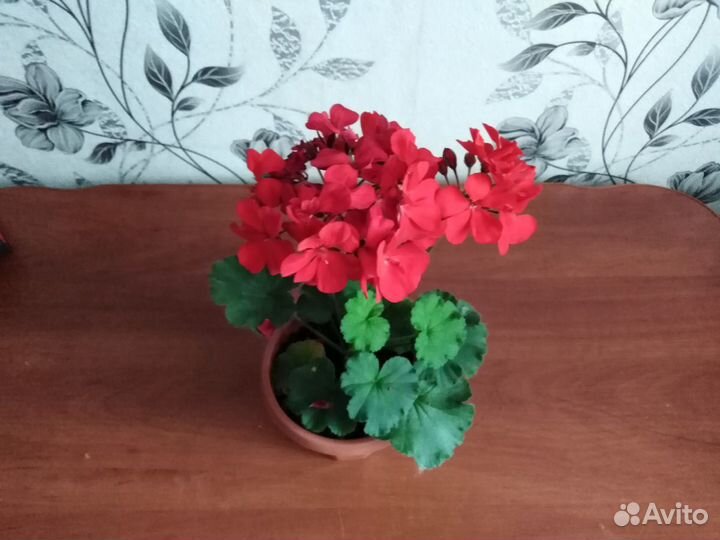 Пеларгония герань