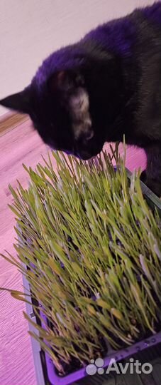 Трава для кошек