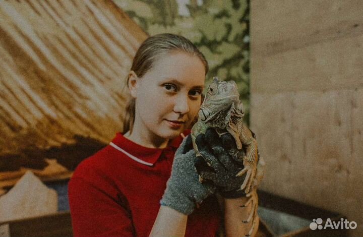 Домашняя передержка животных