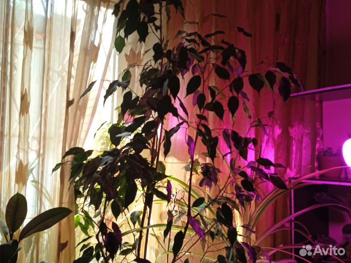 Комнатные цветы, растения