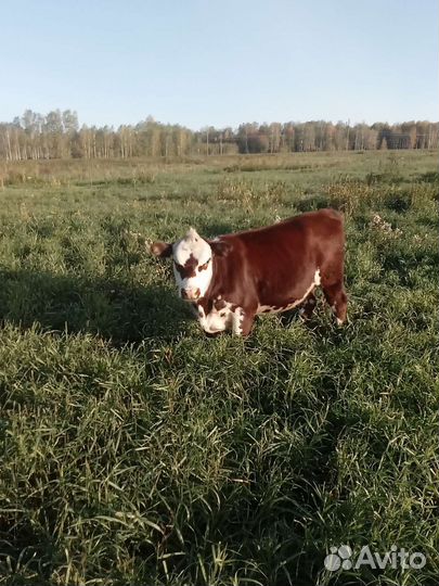 Продажа крс