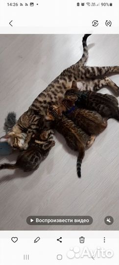 Бенгальские котята