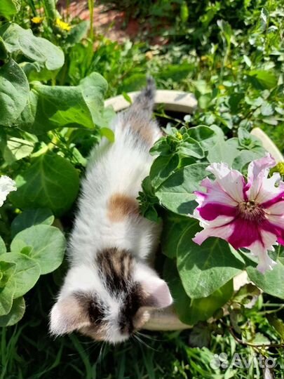 Котенок (кошка) в добрые руки