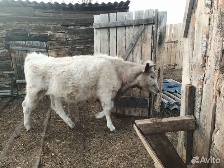 Корова, телка, бык