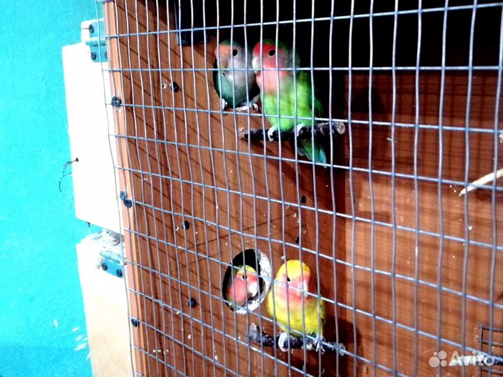 Попугаи неразлучник,какарики