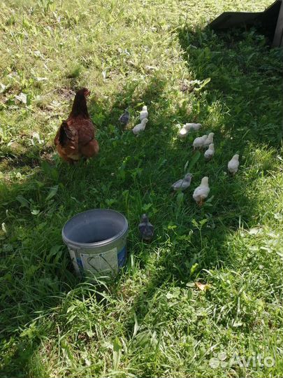 Цыплята несушки