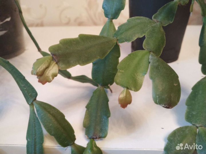 Декабрист шлюмбергера