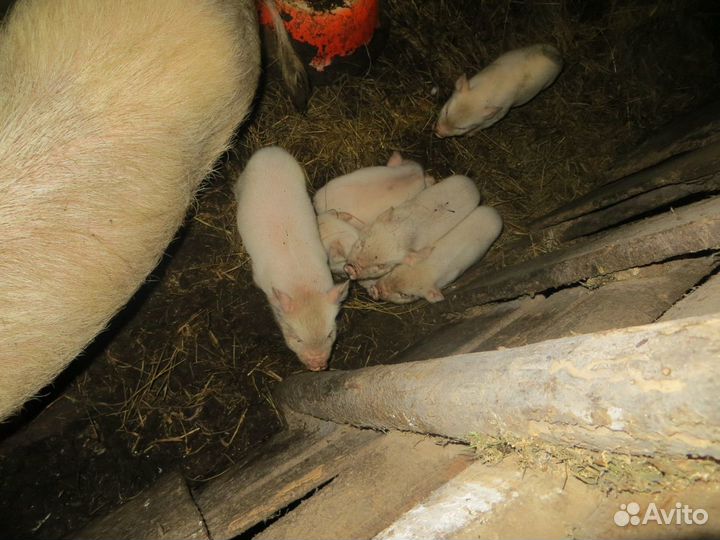 Вьетнамские вислобрюхие поросята