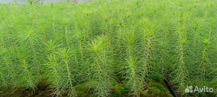 Сеянцы сосны обыкновенной зкс в розницу
