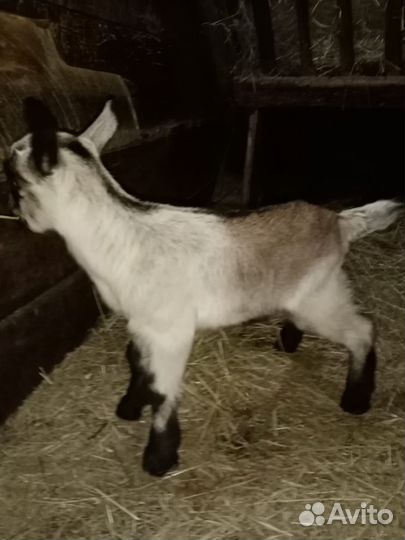 Козлята выпойчата