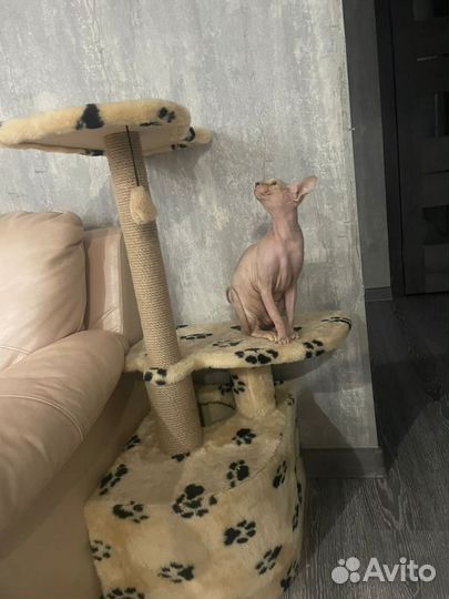 Донской сфинкс