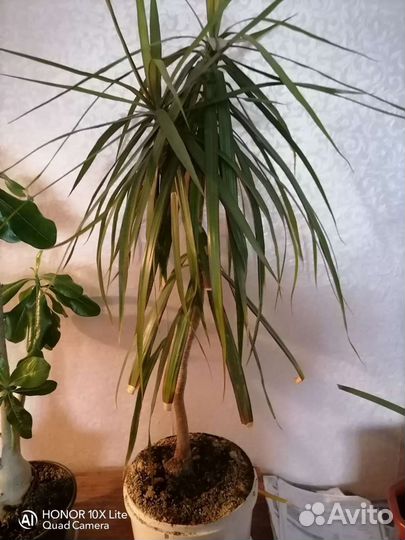 Комнатные цветы драцена